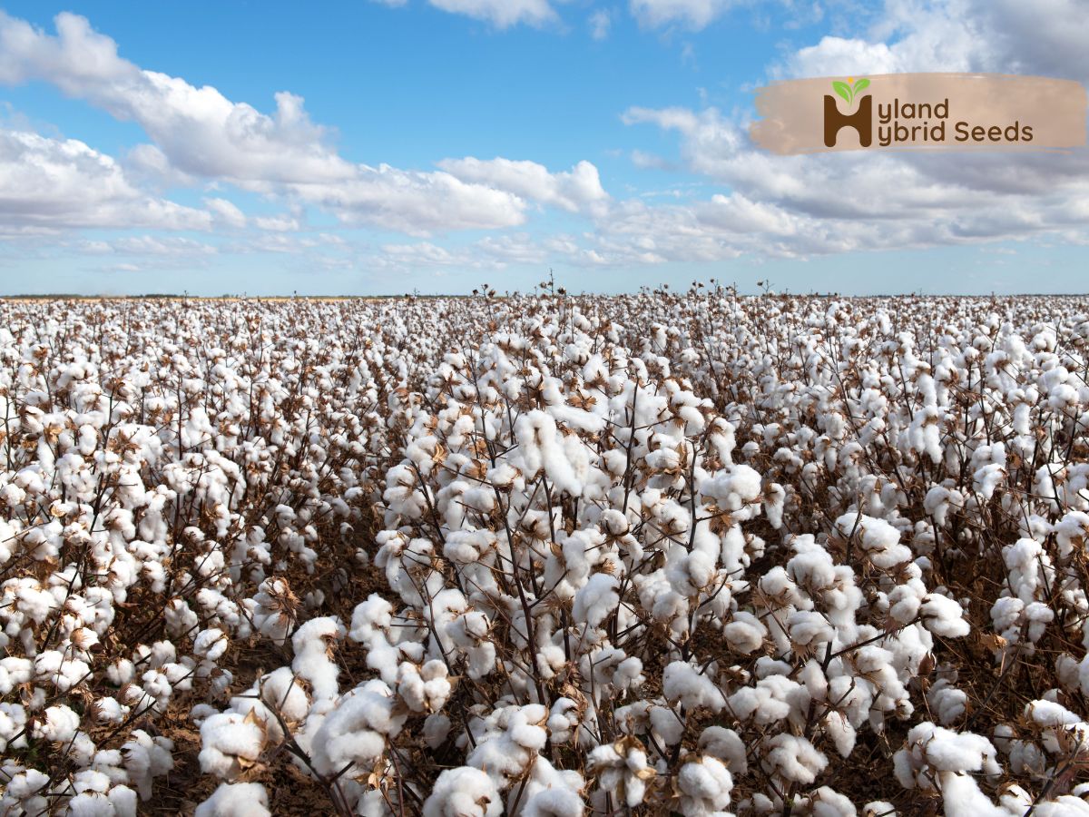 Cotton Seeds