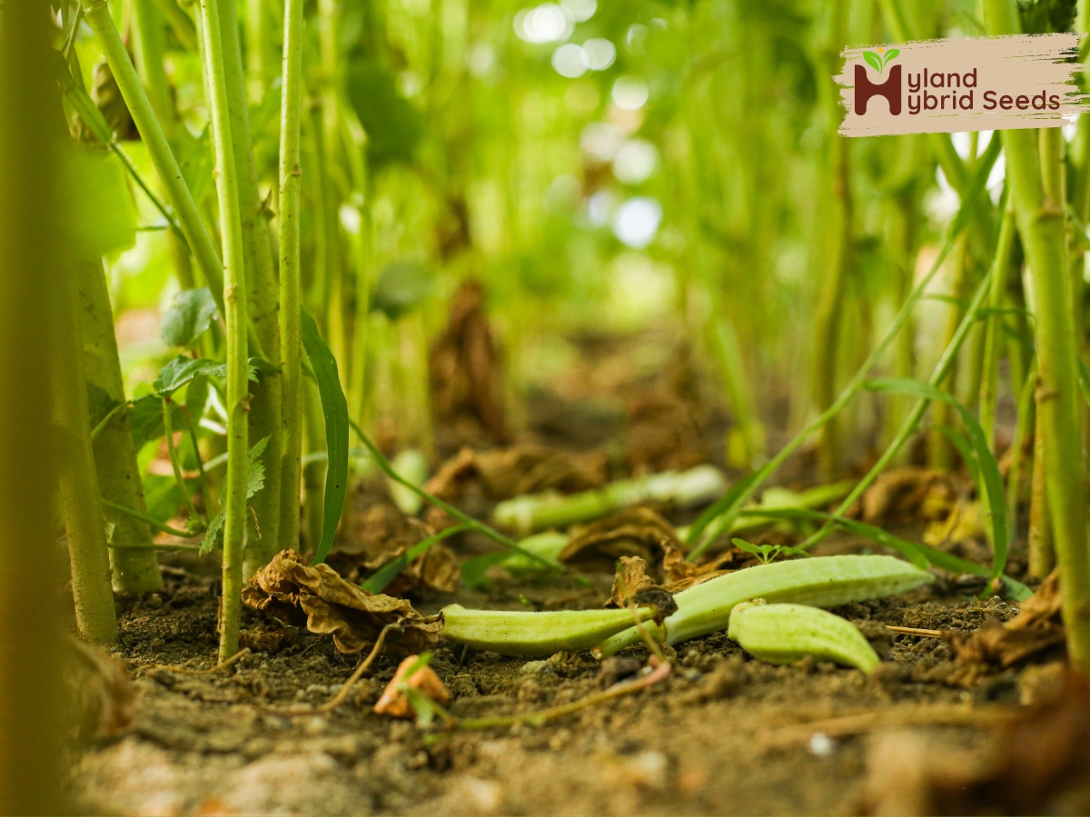 Okra seeds