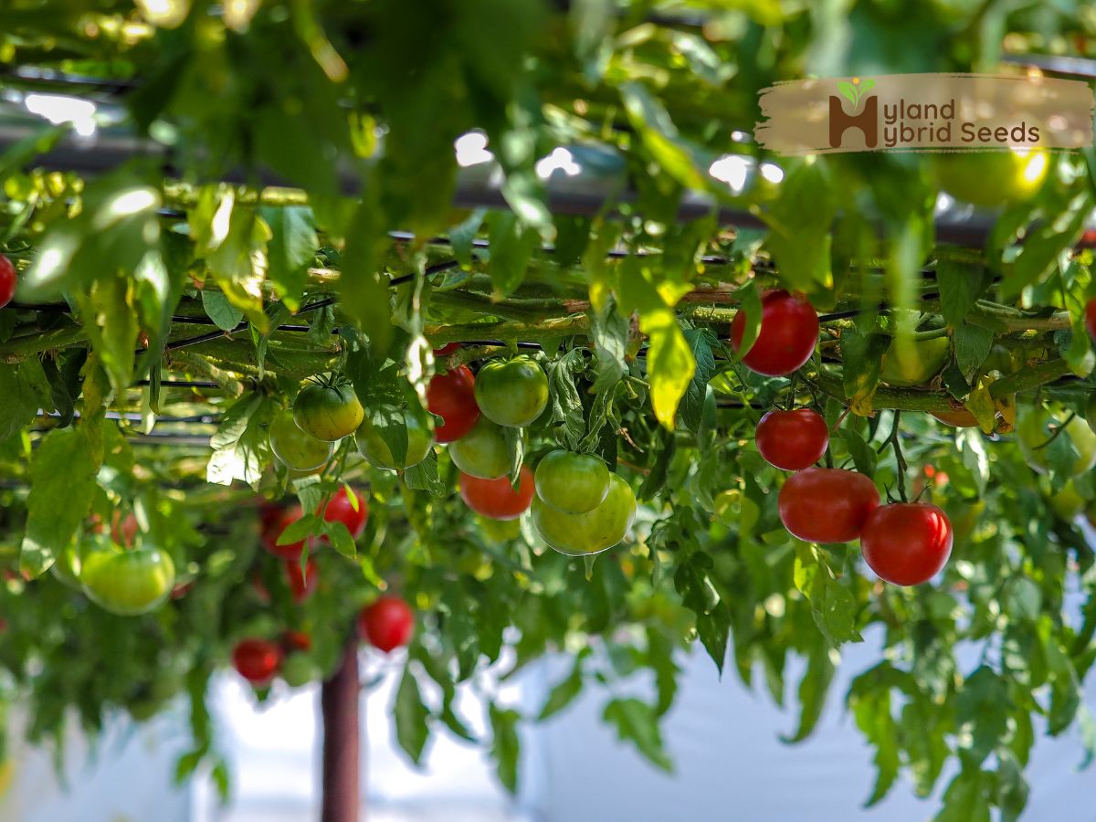 ટામેટાના બીજ