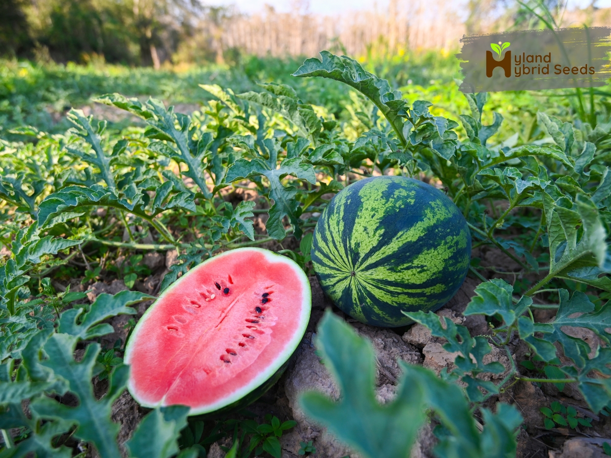 watermelon seeds