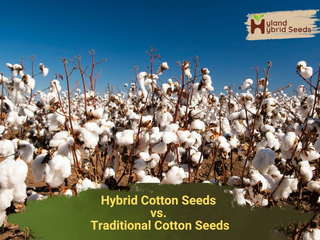 Hybrid-vs-Traditional-Cotton-Seeds-1024×768 Hybrid-vs-Traditional-Cotton-Seeds