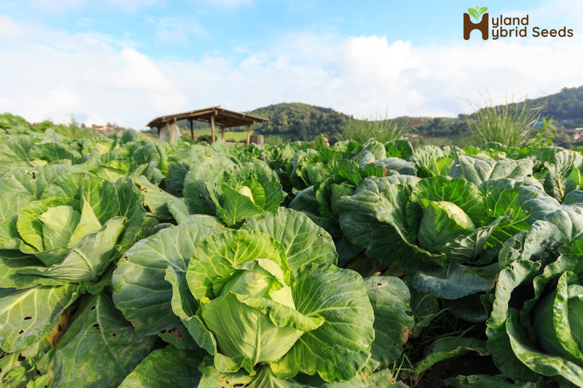Organic Cabbage