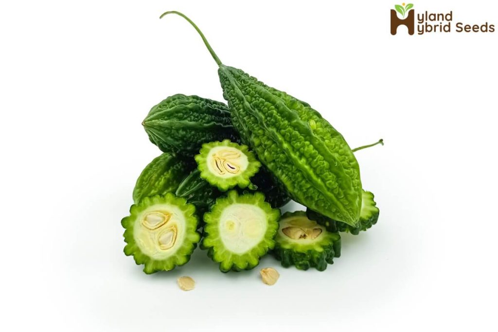 best-bitter-gourd-seeds-1024×683 best-bitter-gourd-seeds