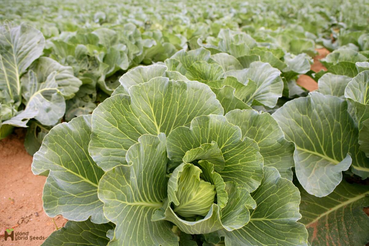 hybrid cabbage seeds