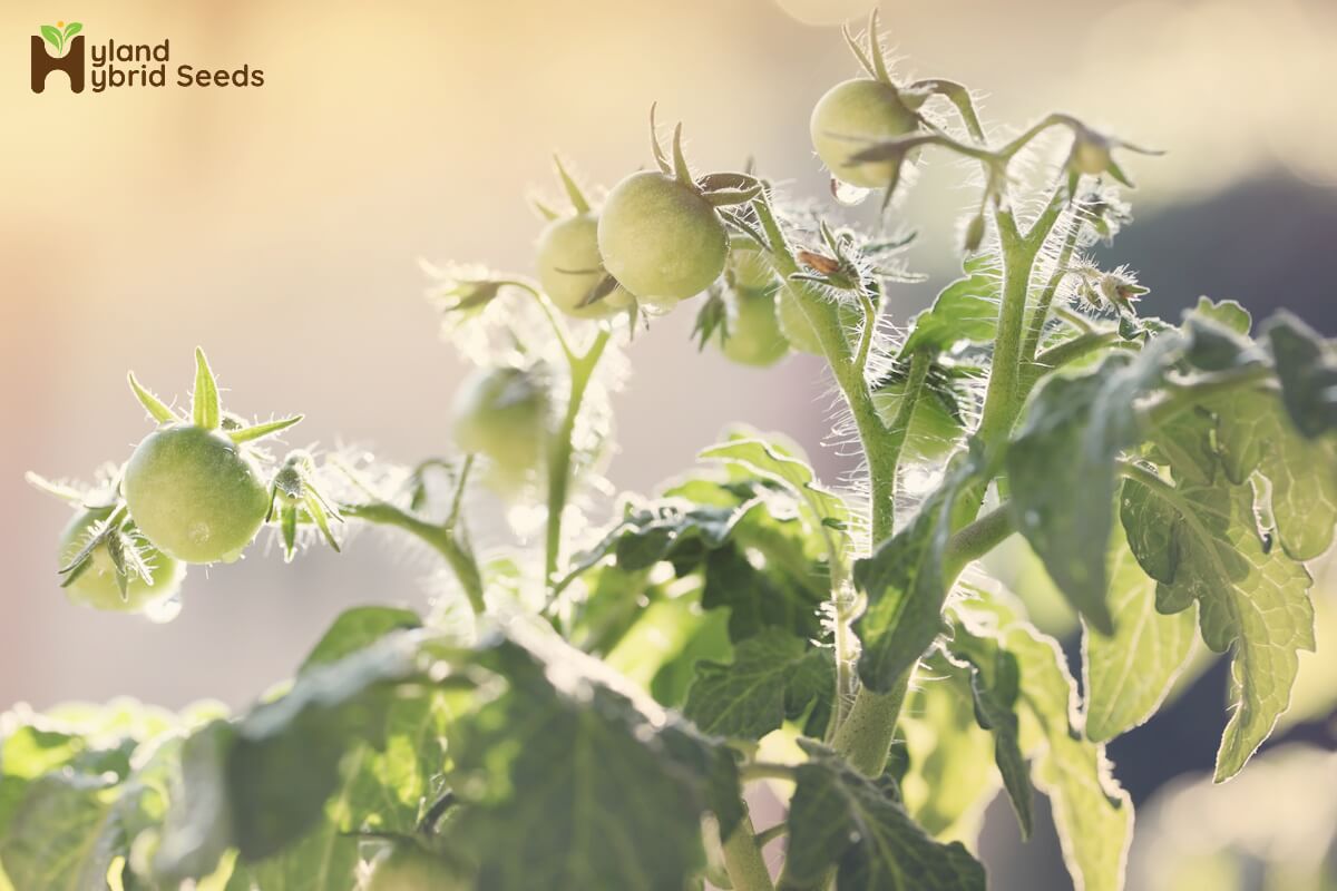 Hybrid Seeds vs. Open-Pollinated