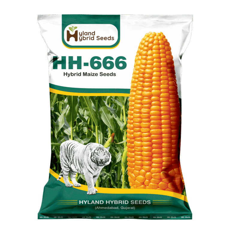 HH-666 Hybrid Maize Seeds