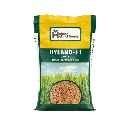 Hyland-11 Hybrid Wheat Seeds