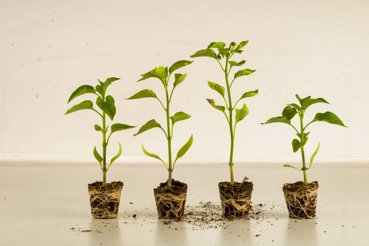 Improving seeds Improving seeds