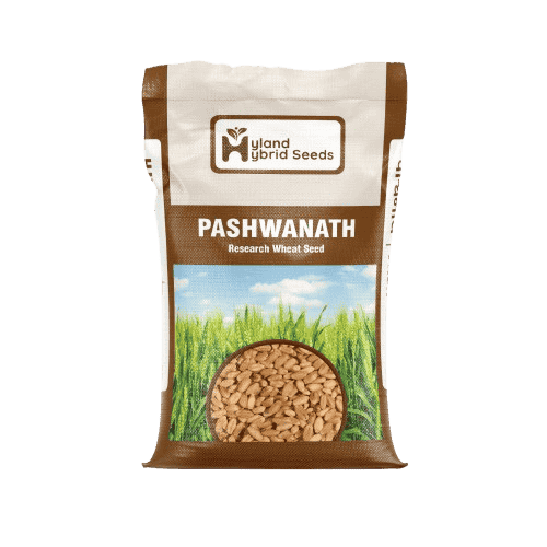 Pashwanath Hybrid Wheat Seeds