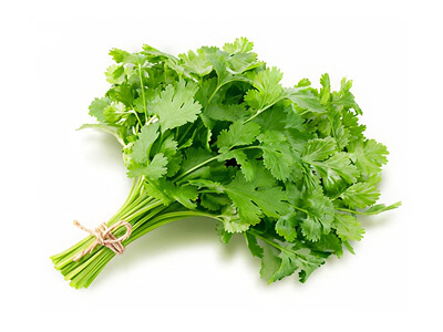 coriander-thumb CORIANDER