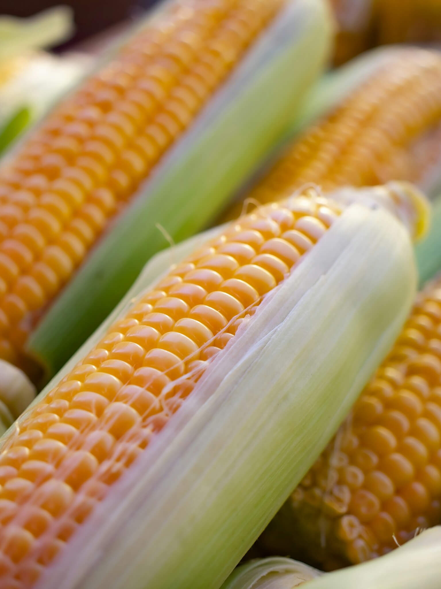 maize