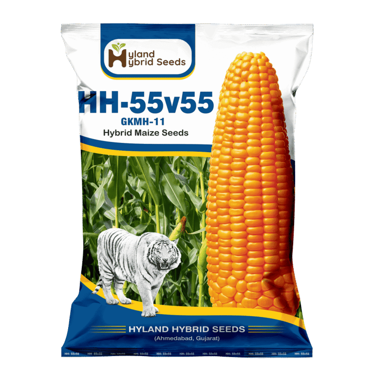 HH-55V55 Hybrid Maize Seeds
