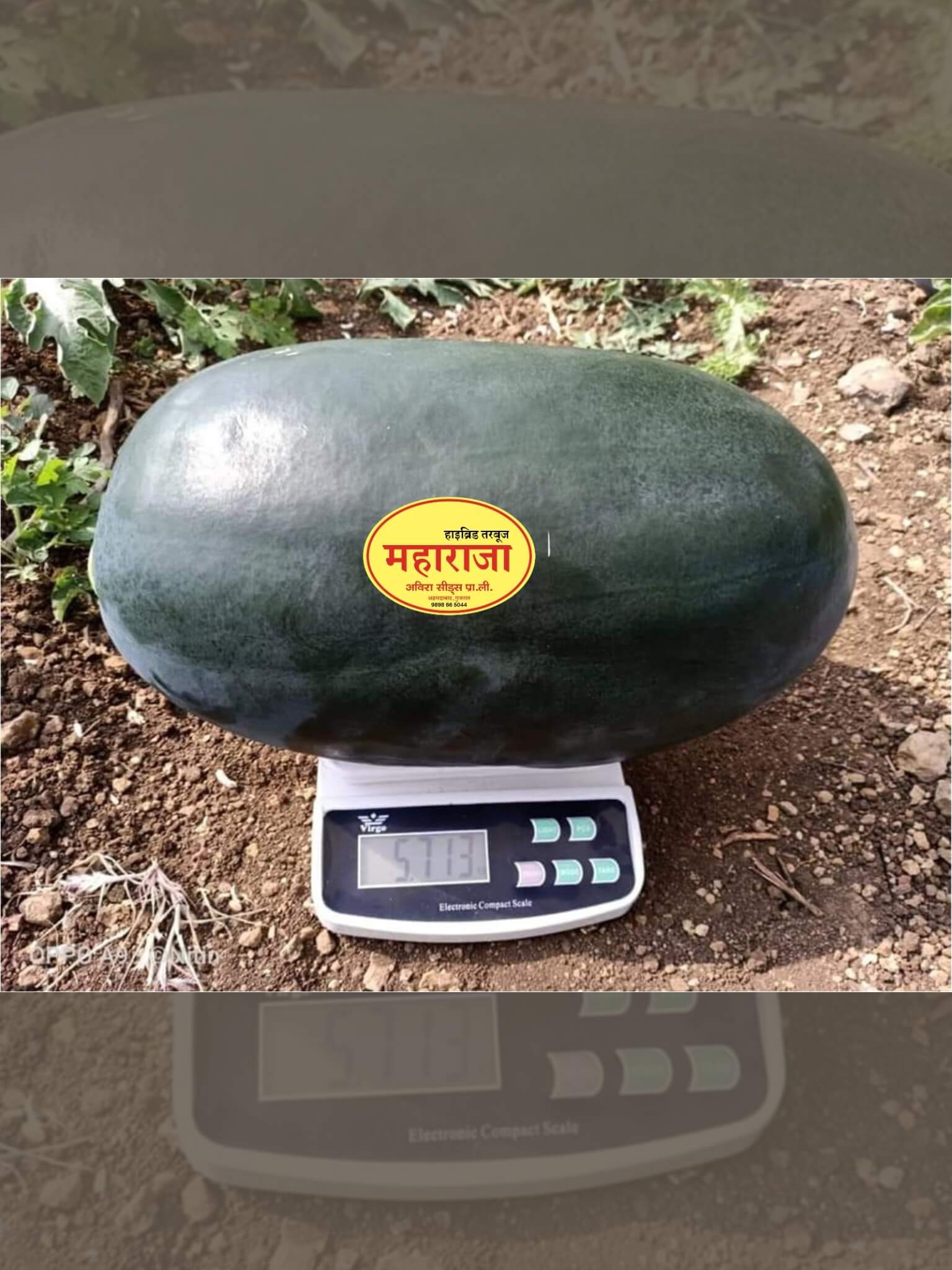 Maharaja watermelon