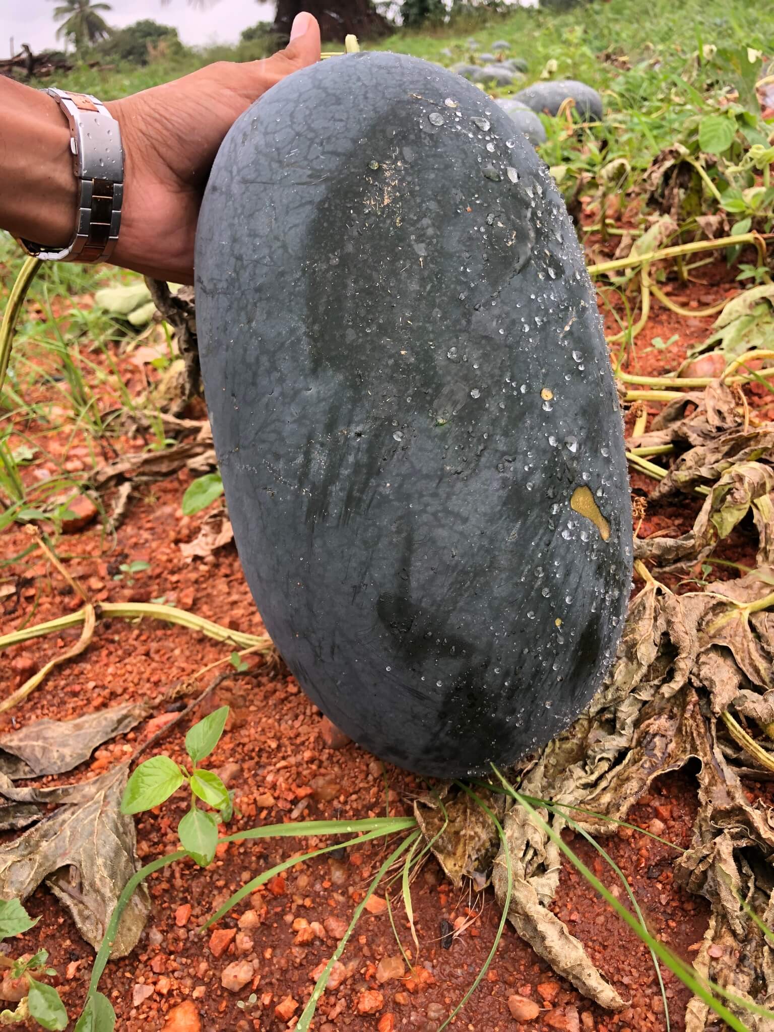 Watermelon