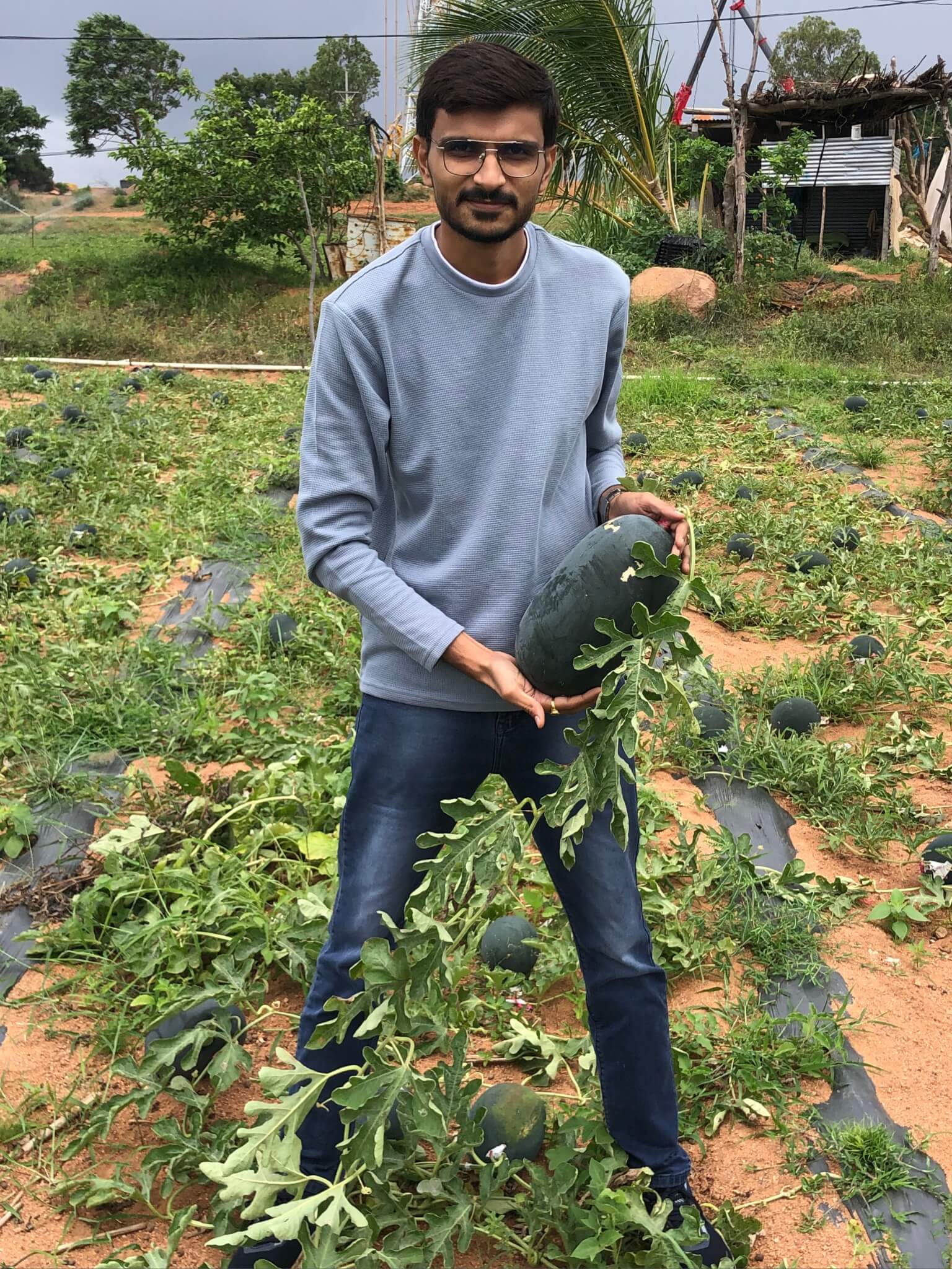 hybrid watermelon