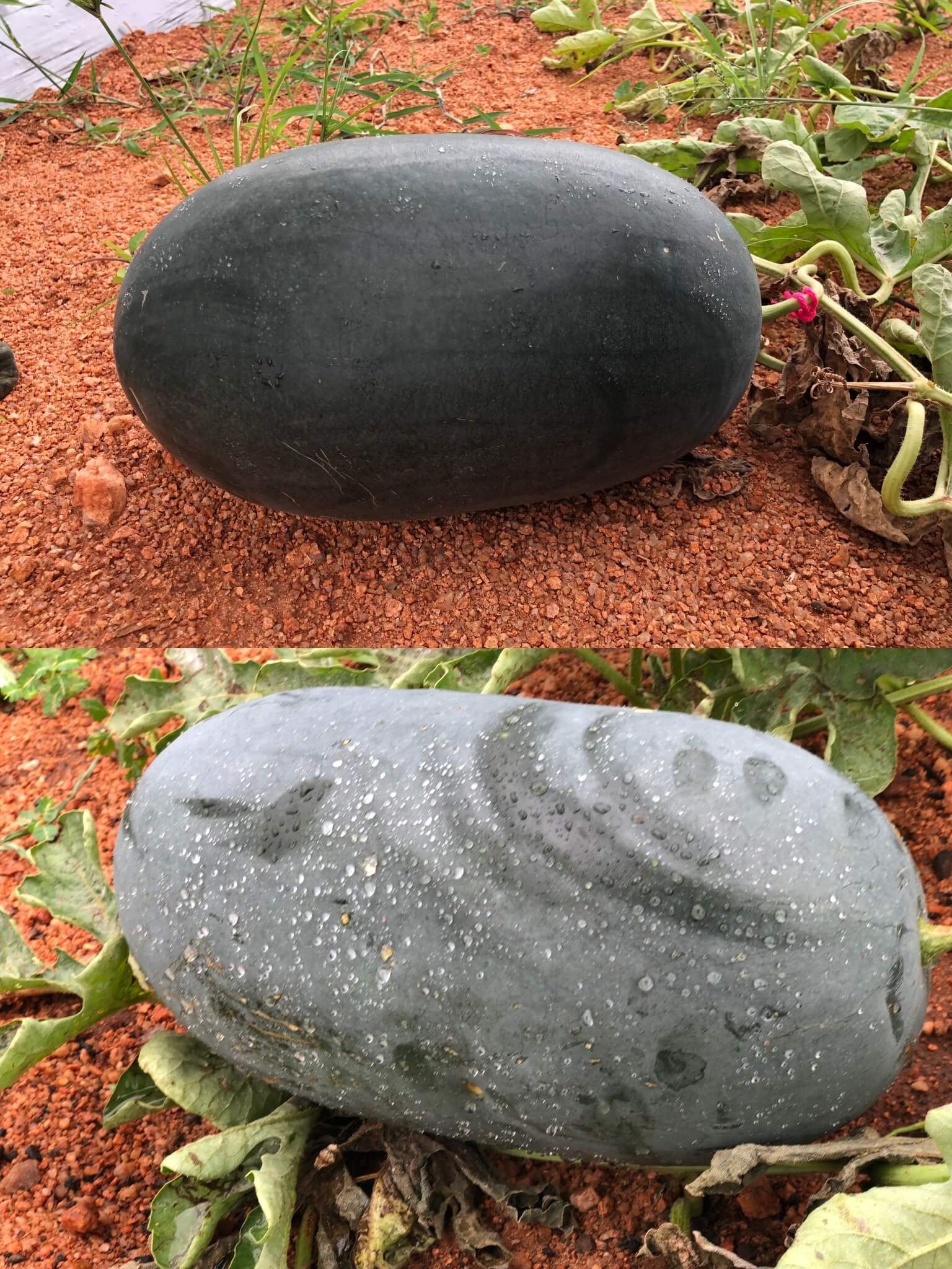 hybrid watermelon
