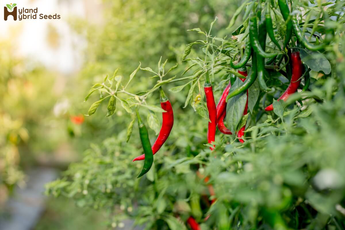 Chilli Seeds
