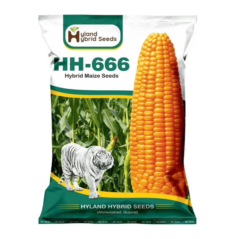 HH-666 Hybrid Maize Seeds HH-666 Hybrid Maize Seeds