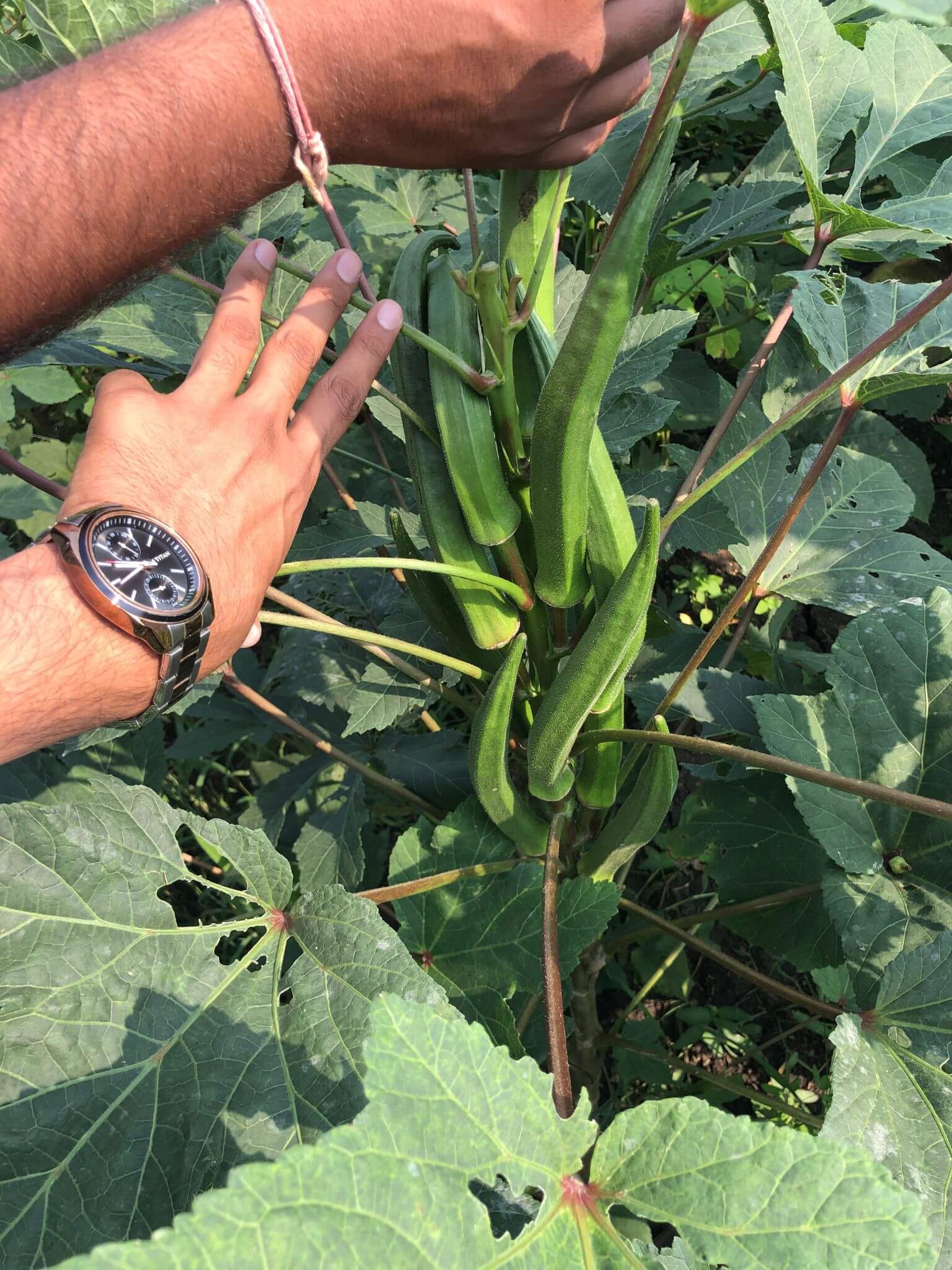 OKRA-3