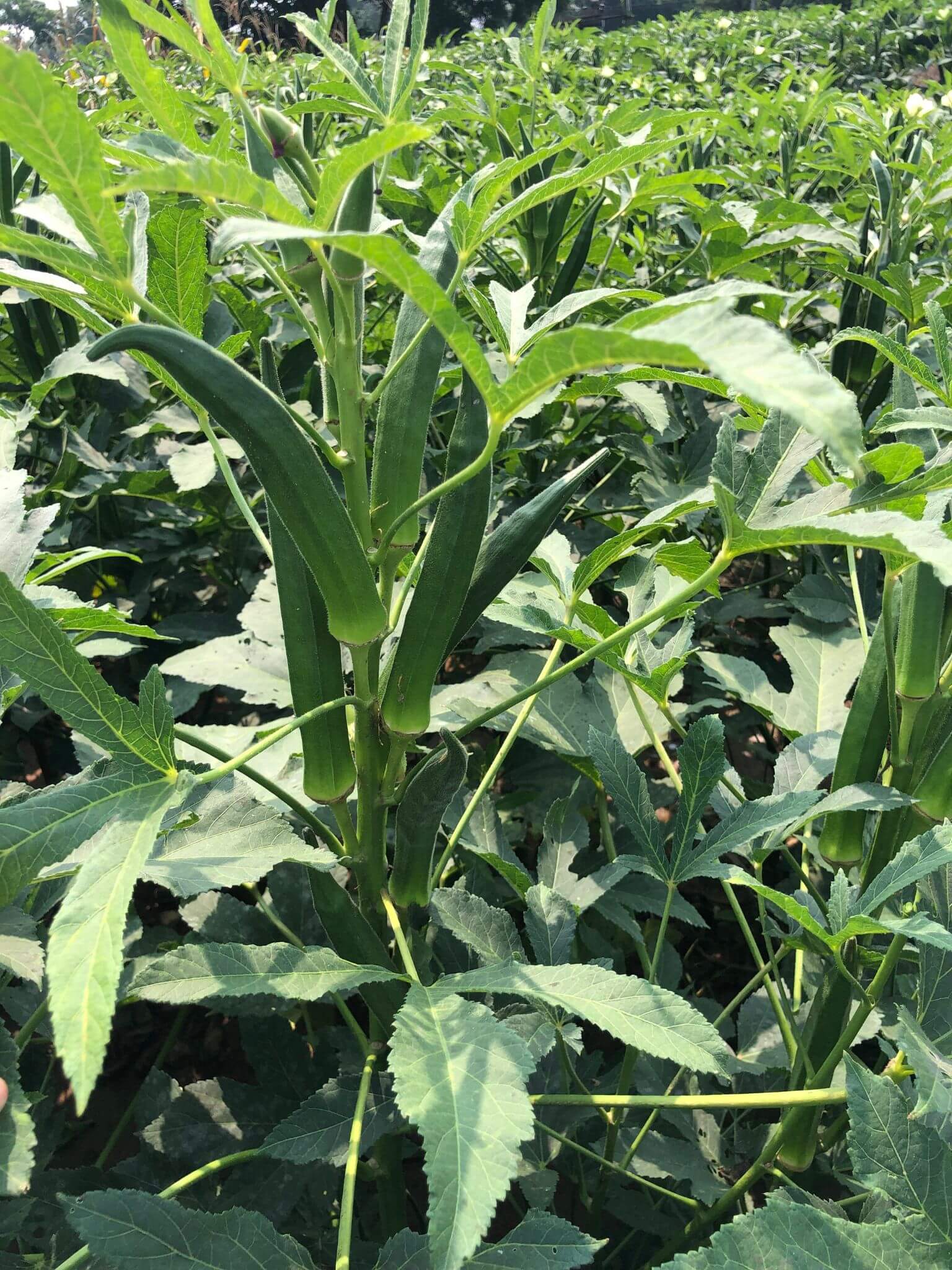 OKRA-4