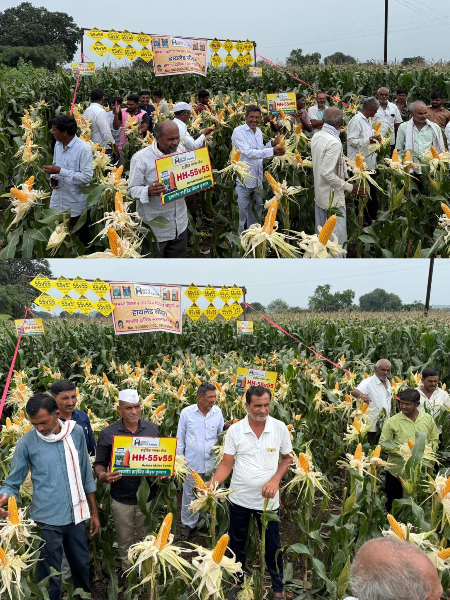 MAIZE-4
