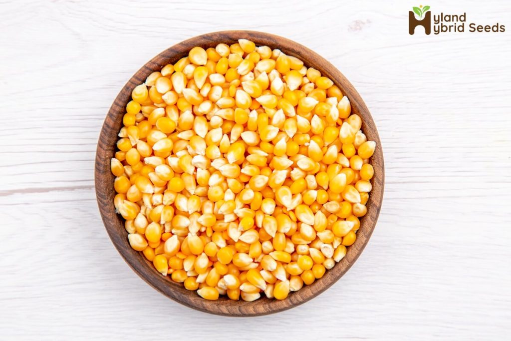 Maize Seeds