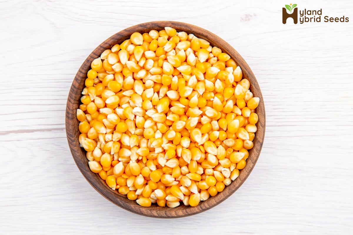 Maize Seeds