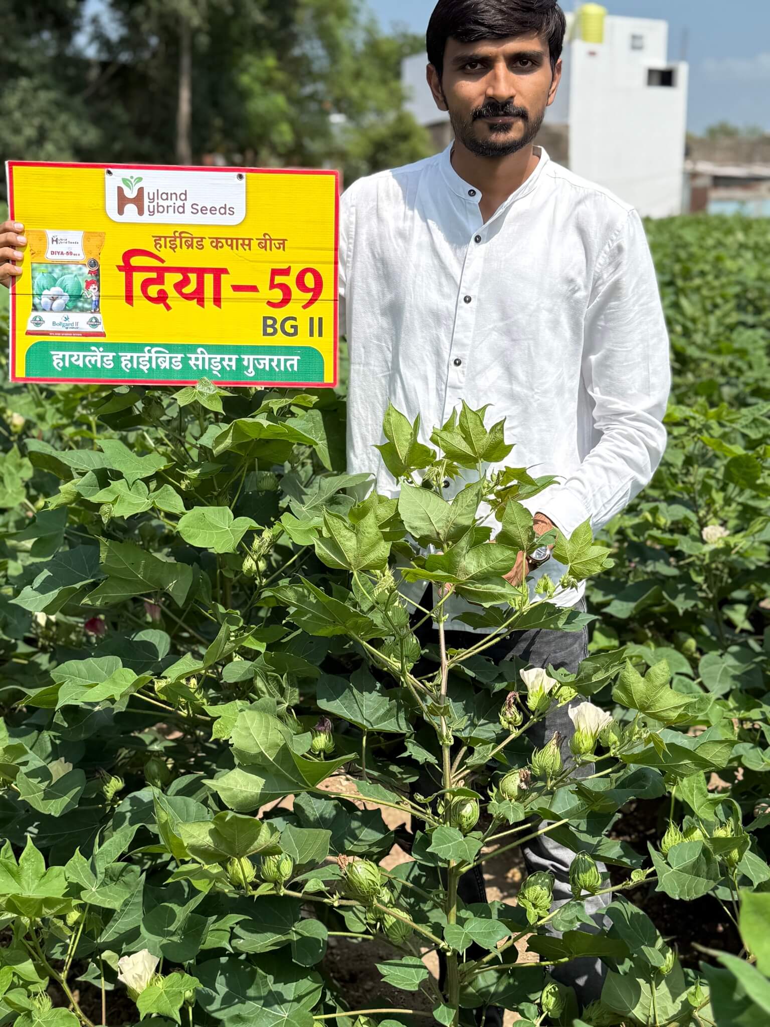 cotton seeds-1