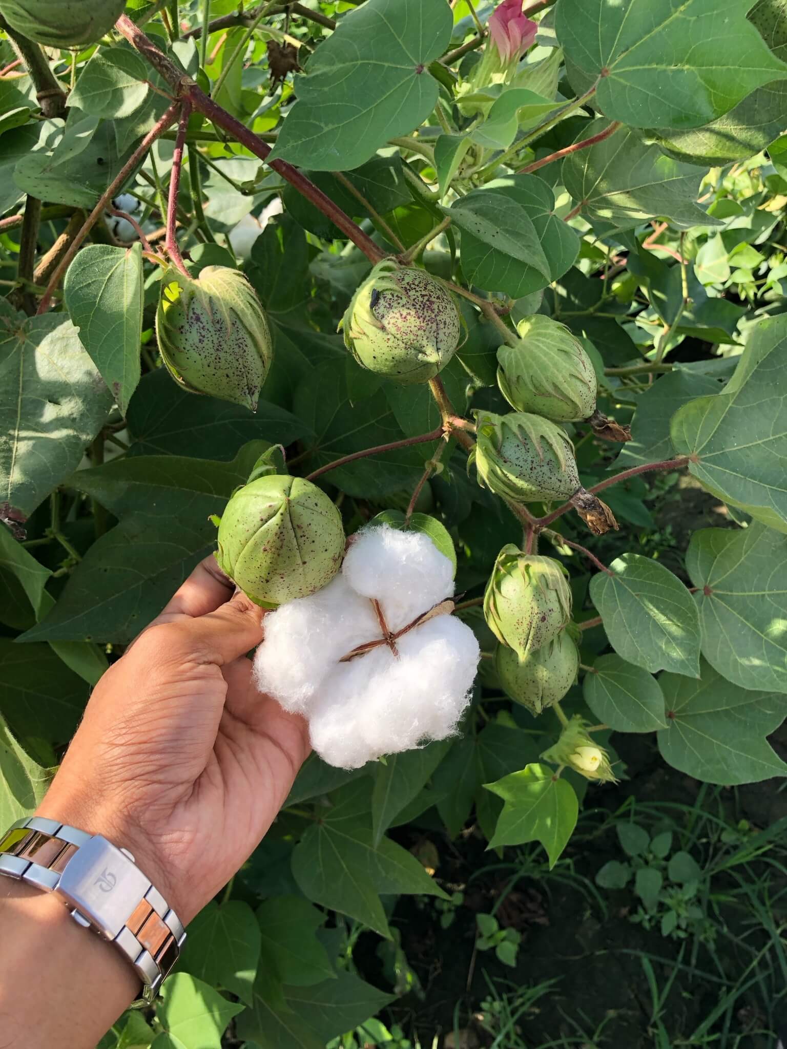 cotton seeds-10