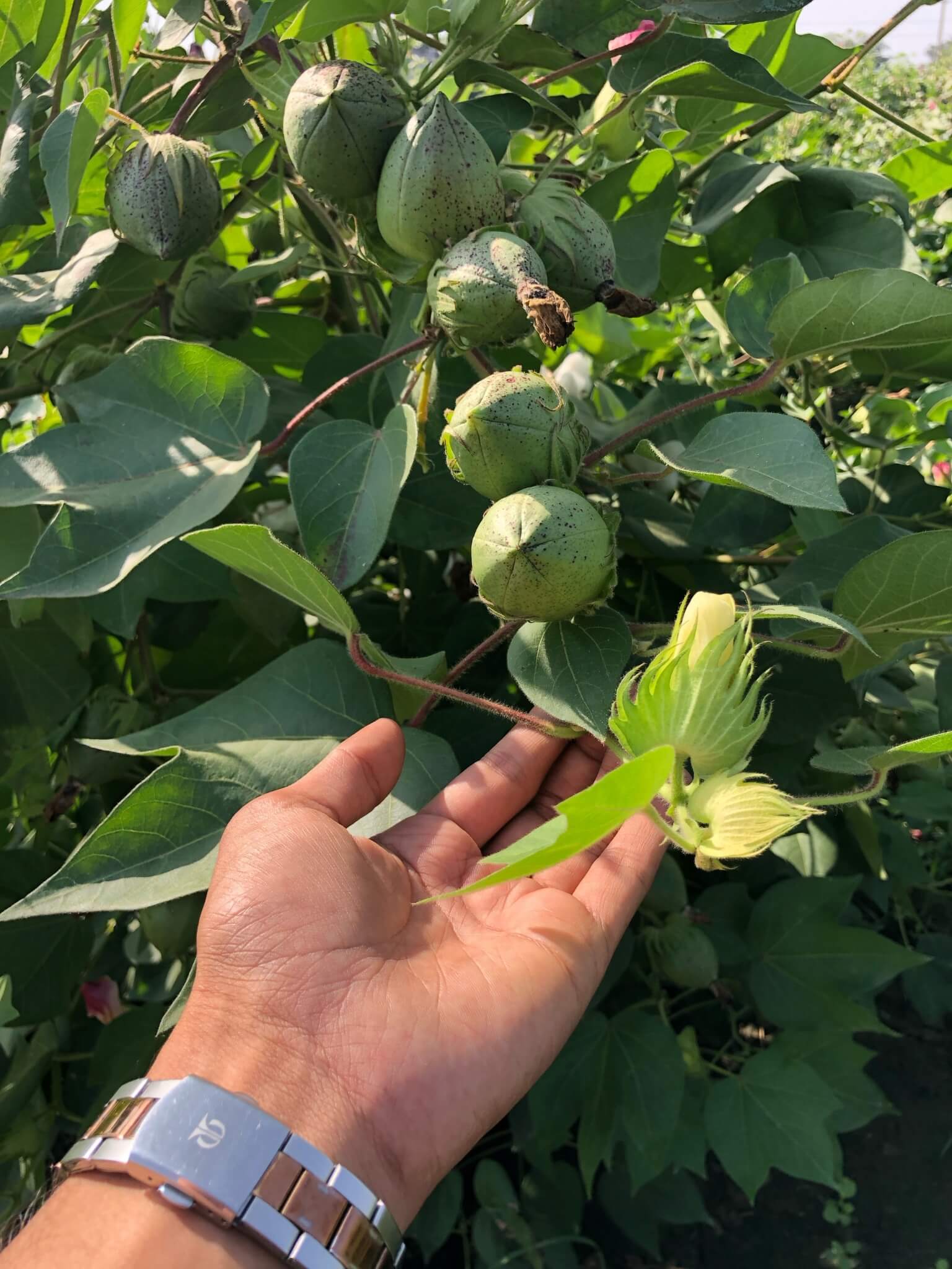 cotton seeds-11