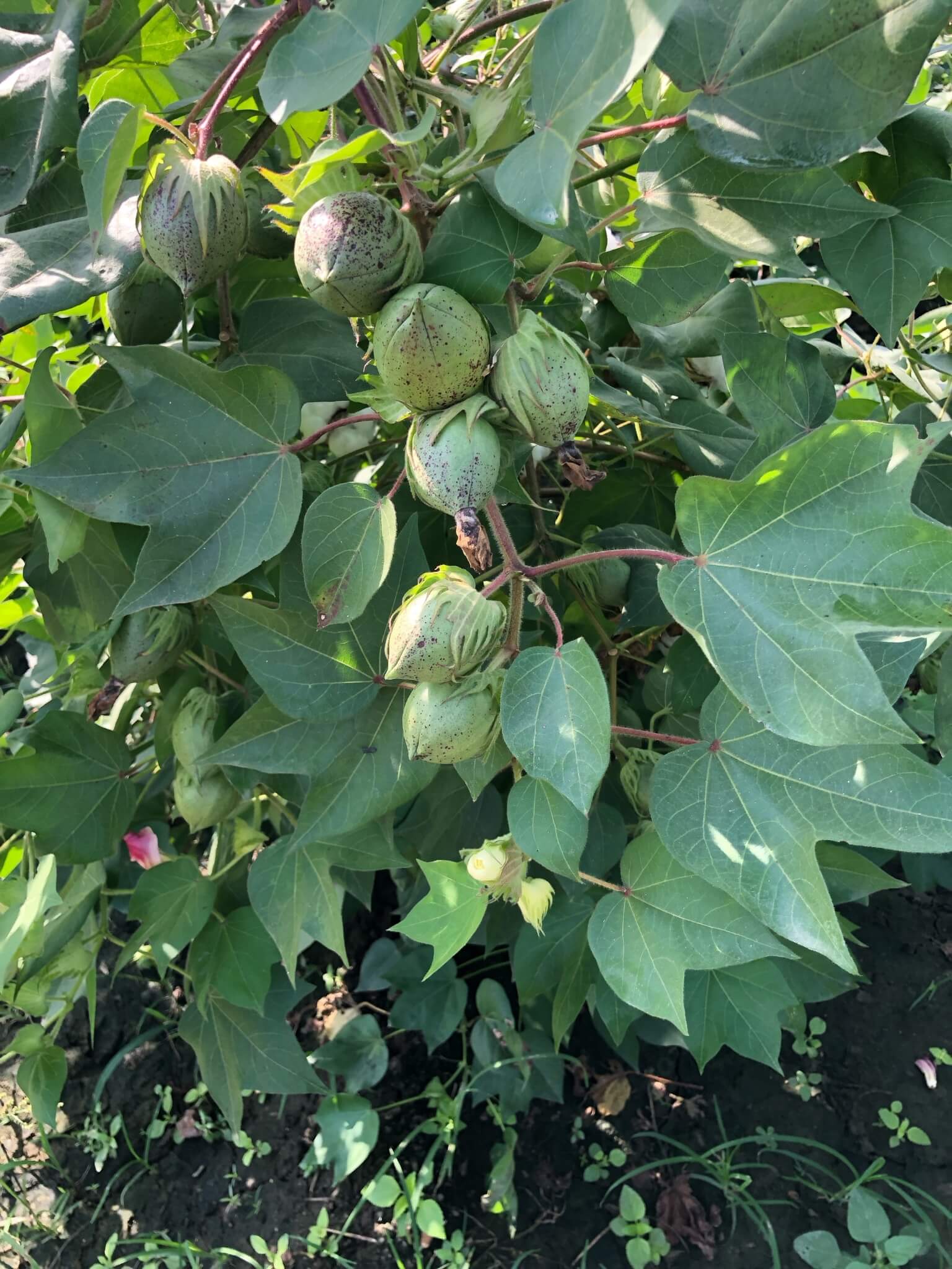 cotton seeds-12