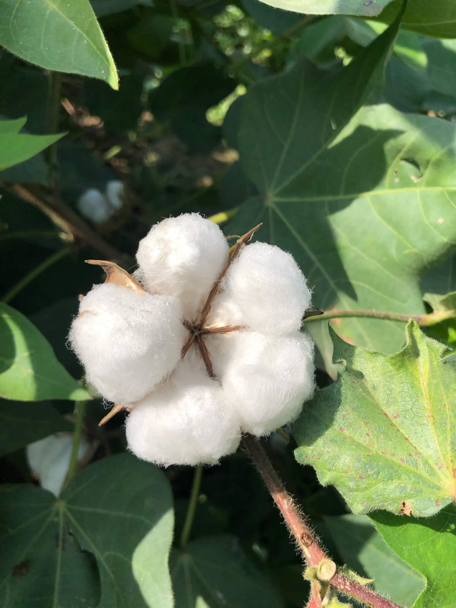 cotton seeds-2
