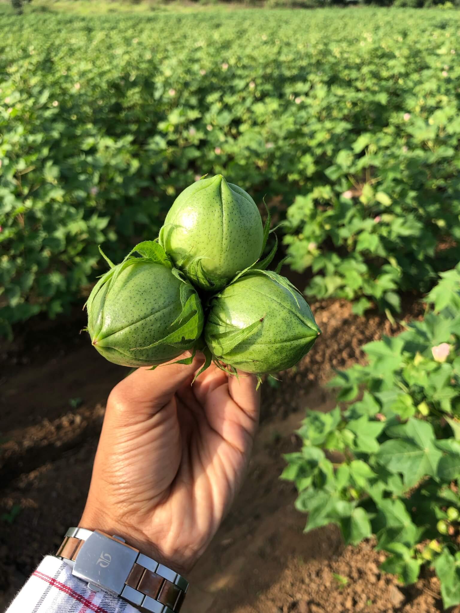 cotton seeds-3