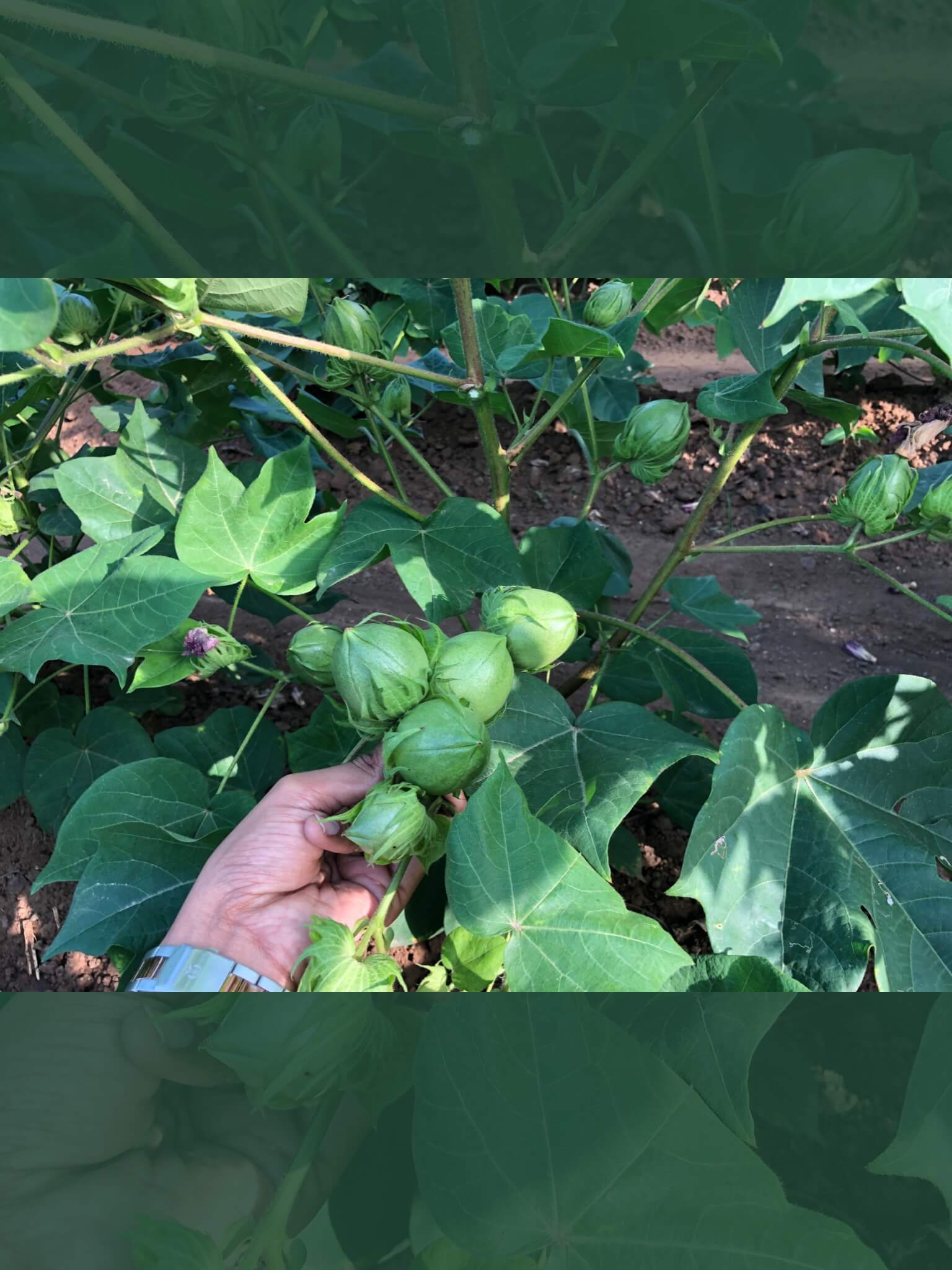 cotton seeds-4