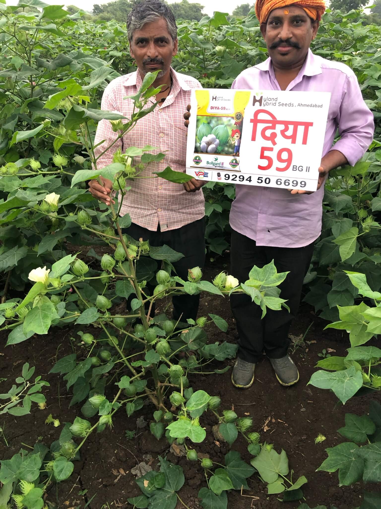 cotton seeds-5