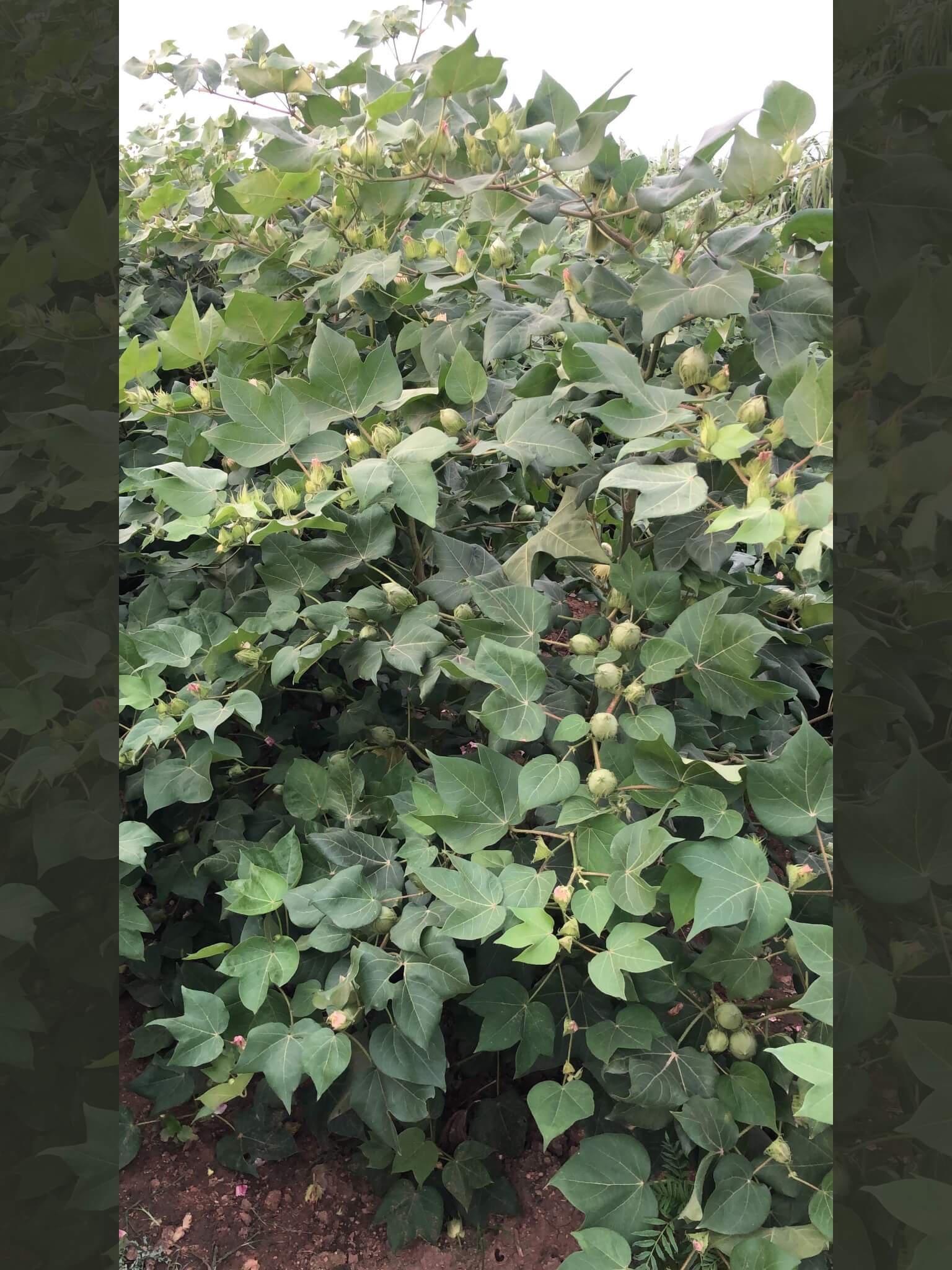 cotton seeds-8