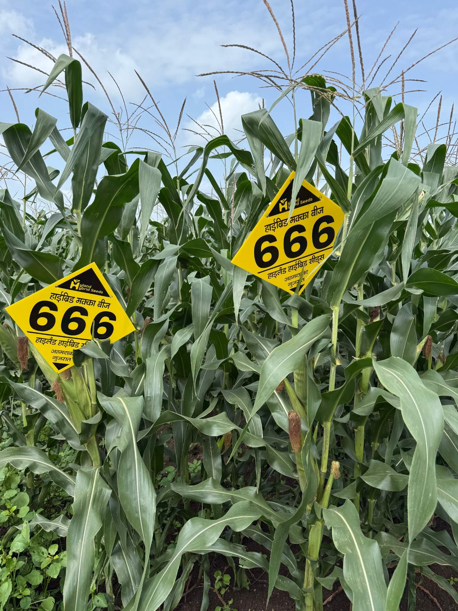 hy-maize-1