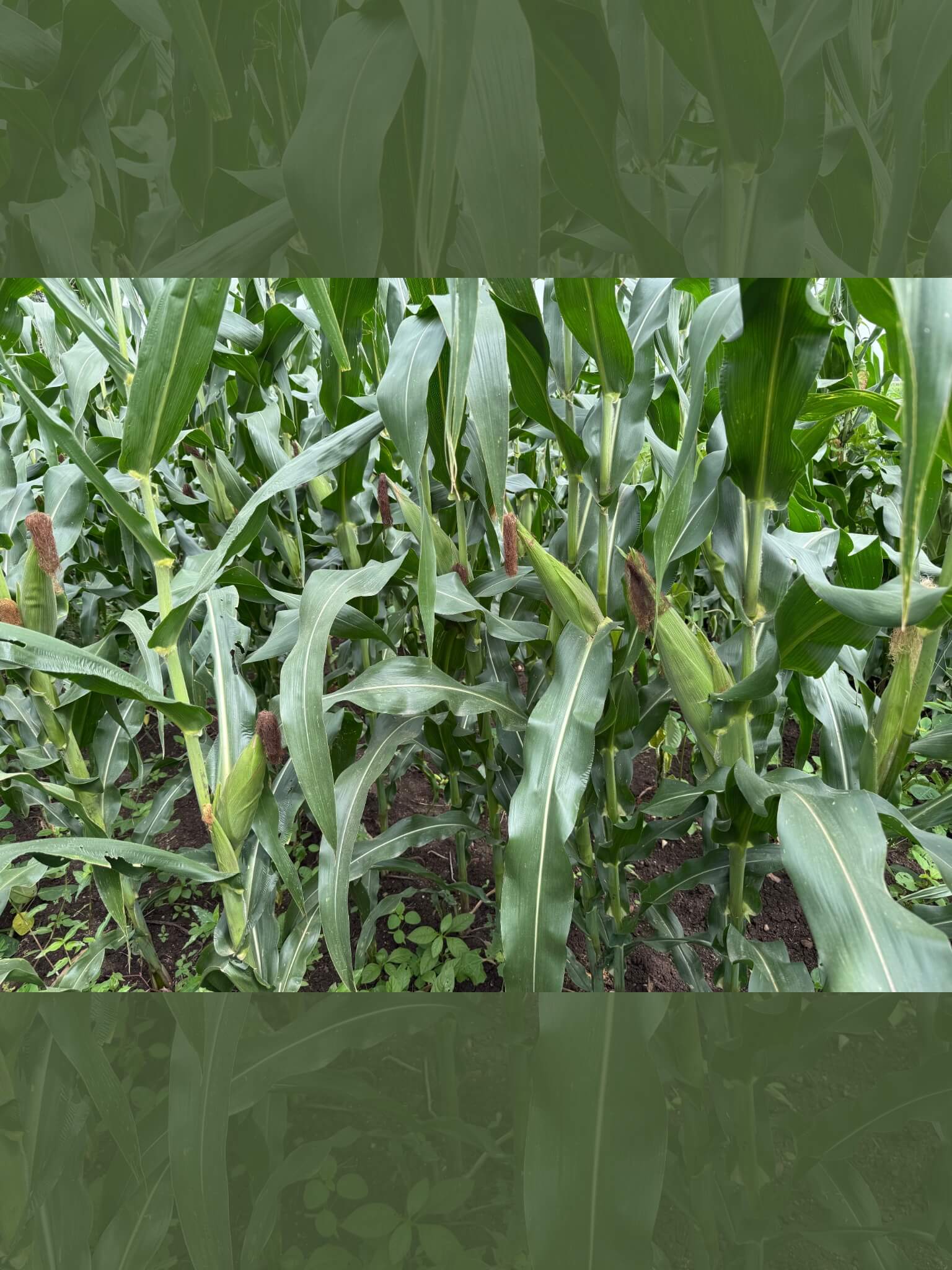 hy-maize-2