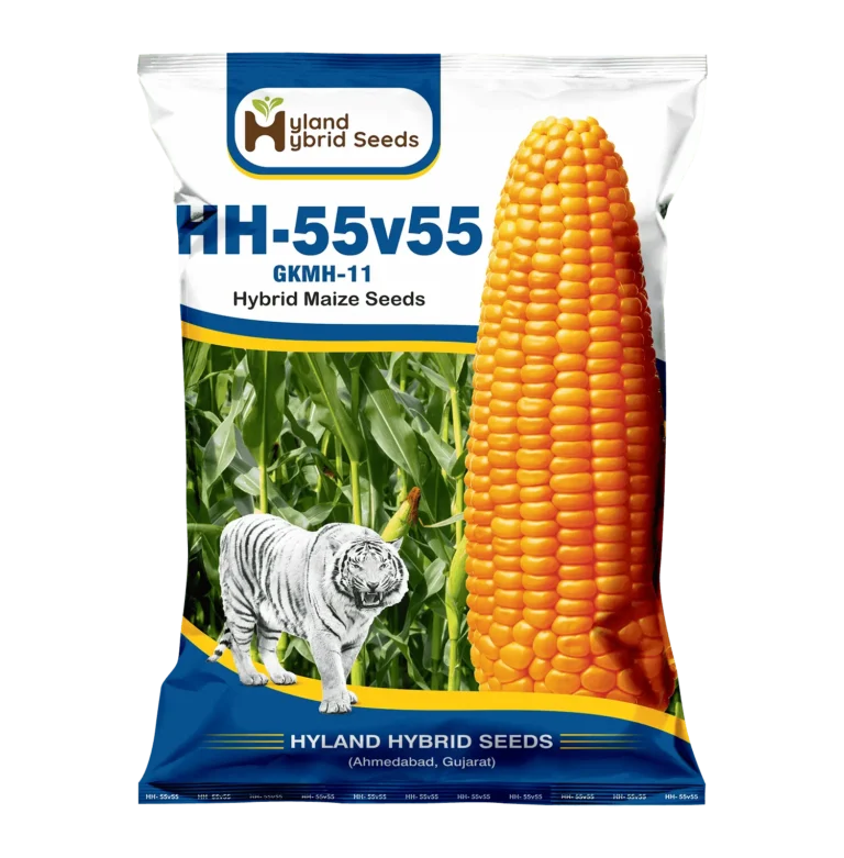 HH-55V55 Hybrid Maize Seeds HH-55V55 Hybrid Maize Seeds