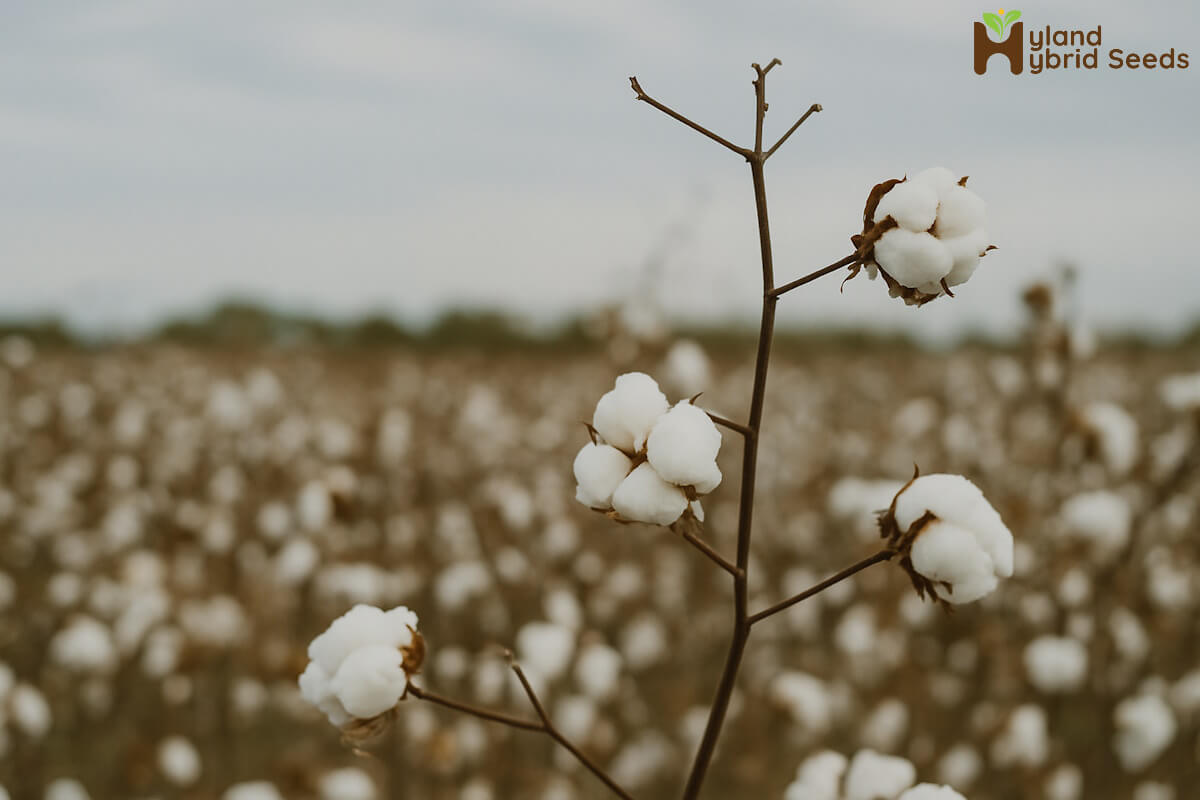 કપાસના ખેડૂતો