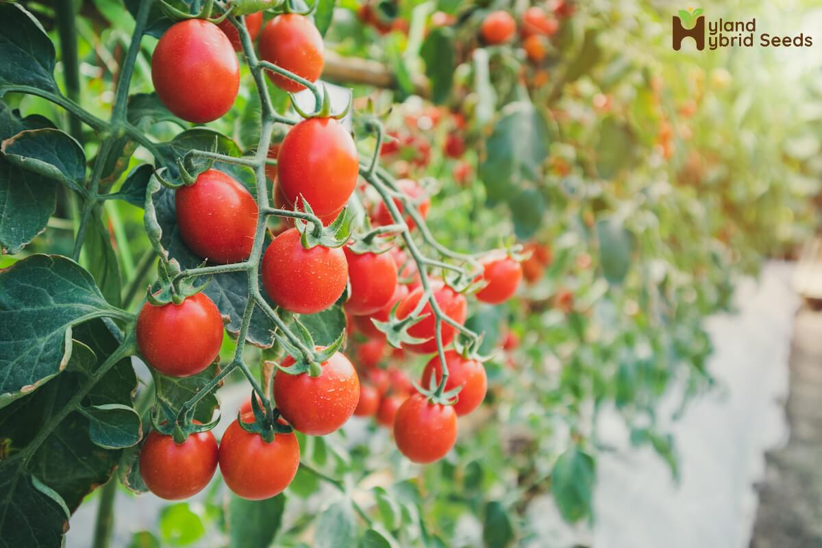 શ્રેષ્ઠ ટામેટાના બીજ