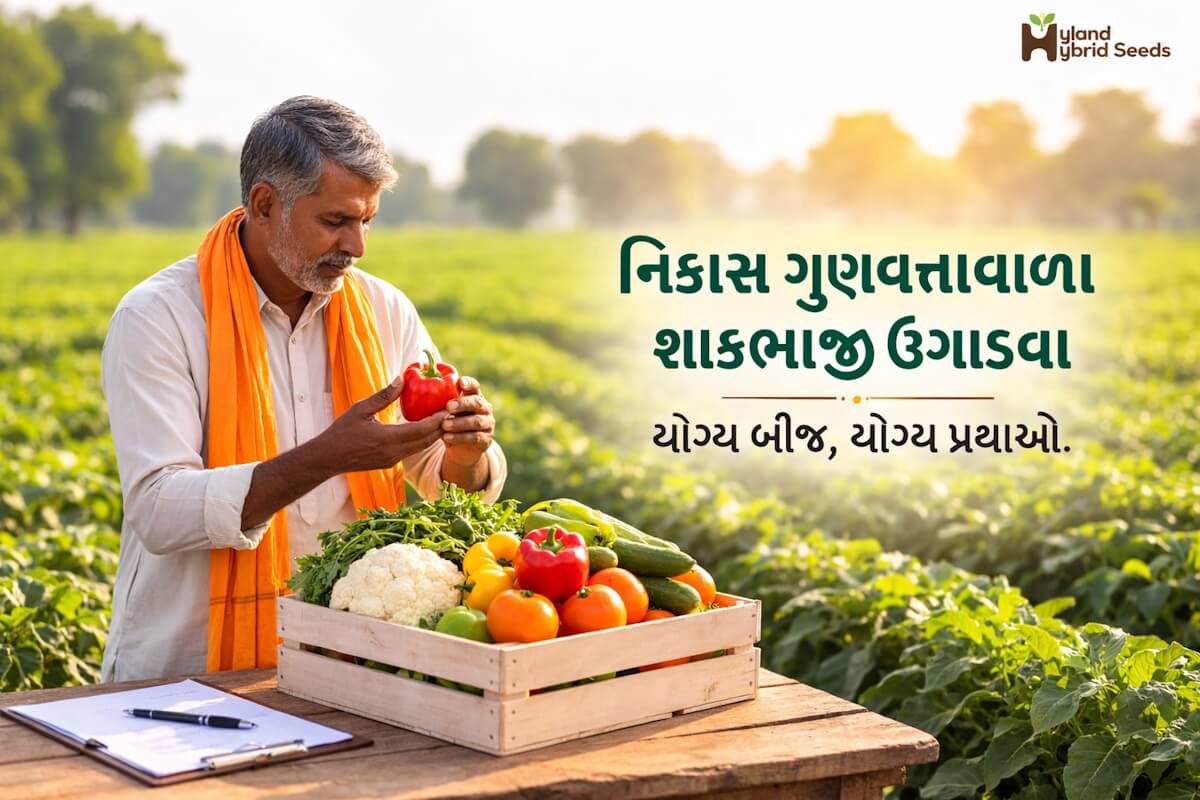 નિકાસ ગુણવત્તાવાળા શાકભાજી