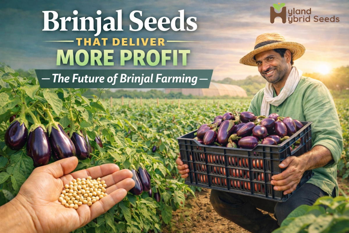 बैंगन के बीजों की कीमत