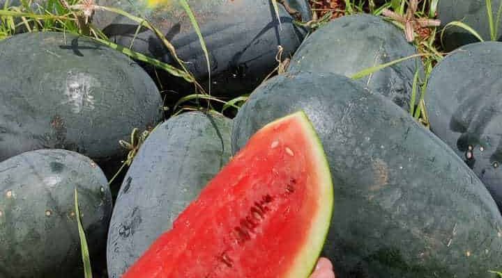 WhatsApp Image 2021-08-16 at 5.04.10 PM (2) Watermelon